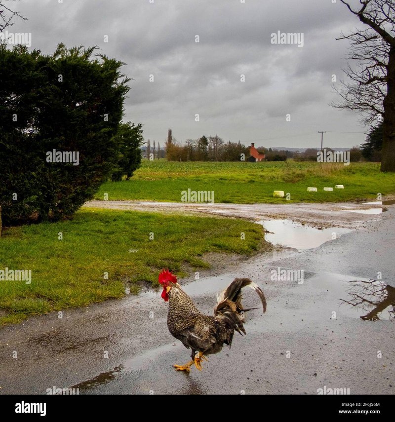 Descubre Todas las Excitantes Nuevas Características de Chicken Road 2 en España in Spain