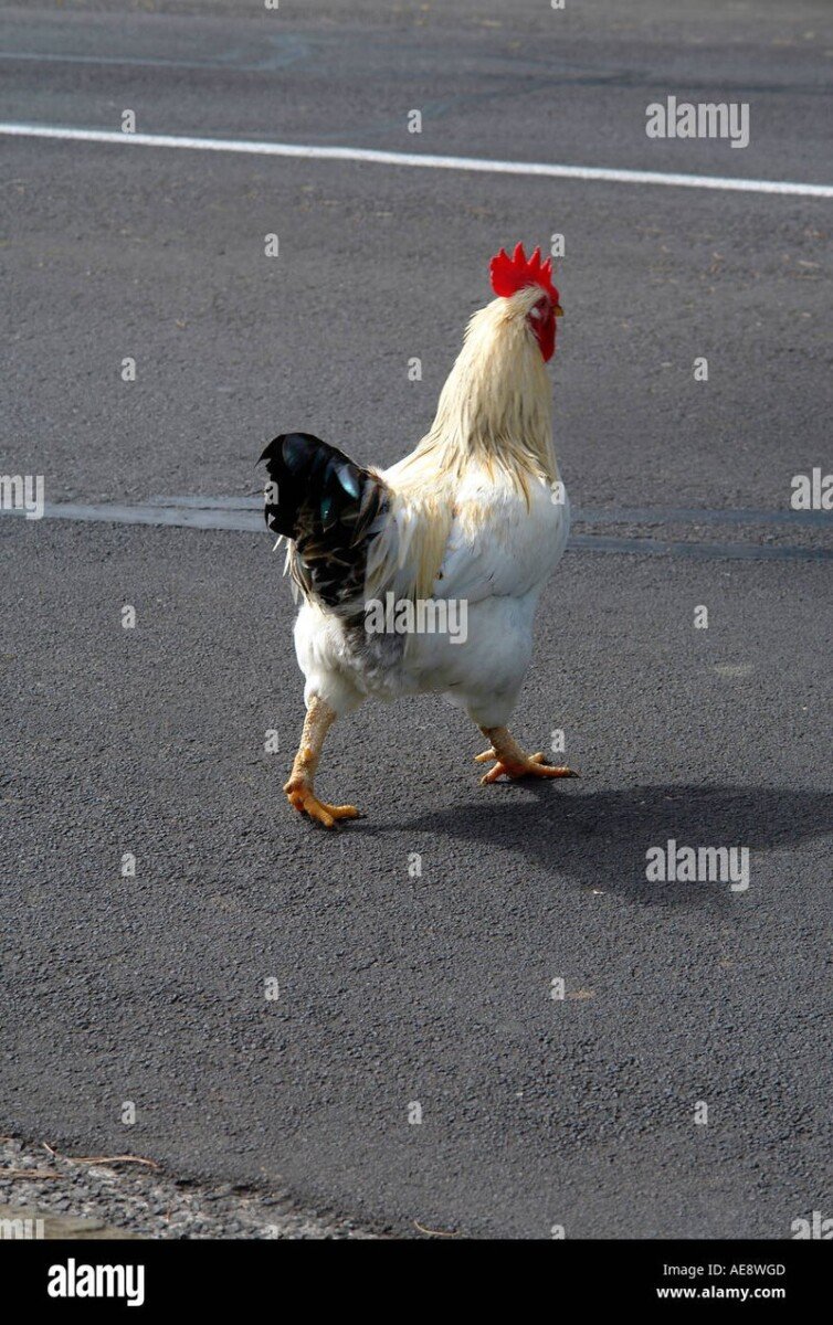 Image: Descubre el emocionante juego de azar de la Carretera del Pollo en España